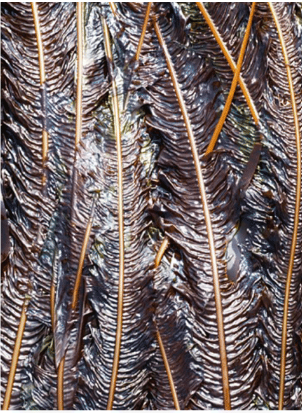 Alaria Escuenta - Irish Wakame -Atlantic Wakame