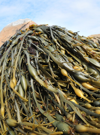 Ascophyllum Nodsum - Knottedwrack