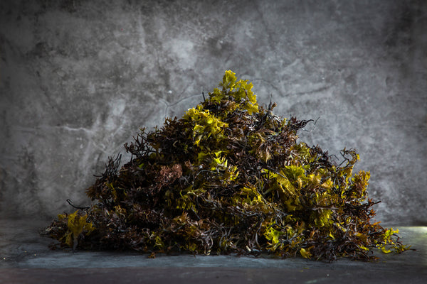 Chondrus Crispus - Sea Moss - Carageen Moss
