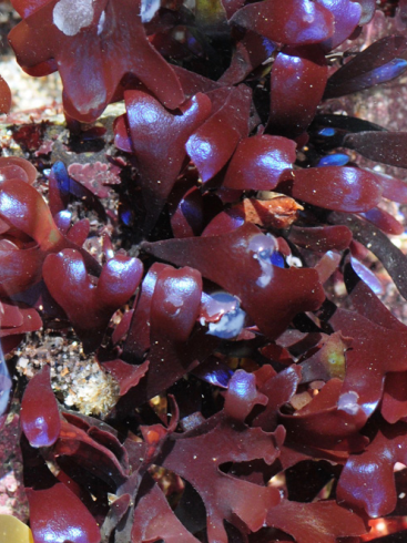 Chondrus Crispus - Sea Moss - Carageen Moss
