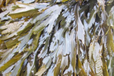Fucus Serratus - Serrated Wrack / Seaweed
