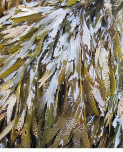 Fucus Serratus - Serrated Wrack / Seaweed
