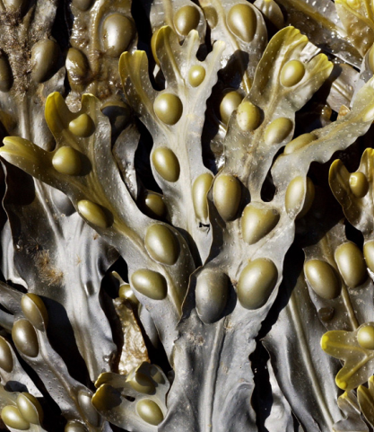 Fucus Vesiculosis - Bladderwrack
