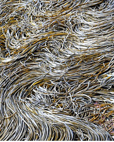 Himanthalia Elongata  - Sea Spaghetti