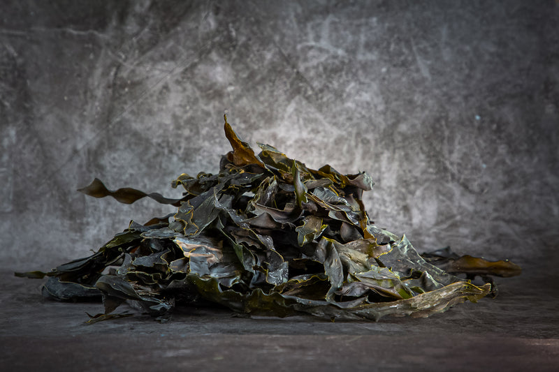 Fucus Serratus - Serrated Wrack / Seaweed
