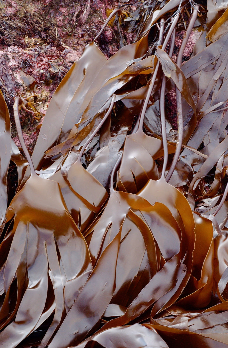 Laminaria Digitatia - Kombu Kelp