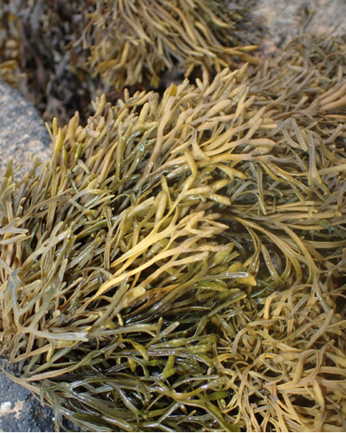 Pelvetia Canaliculata - Channelwrack