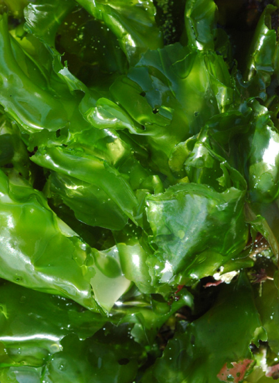 Ulva lactuca - Sea Lettuce