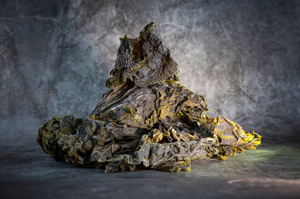Saccharina Latissma - Sweet Kombu