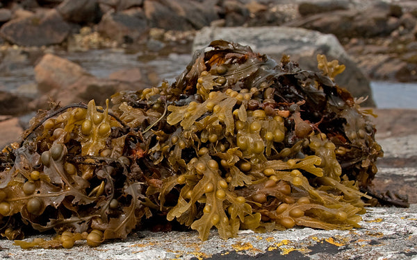 Irish Sea Moss & Bladderwrack Powder