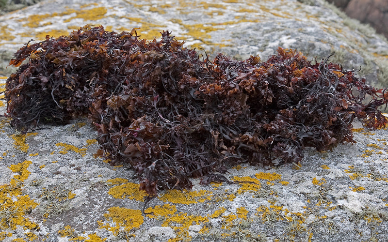 Irish Sea Moss & Bladderwrack Powder