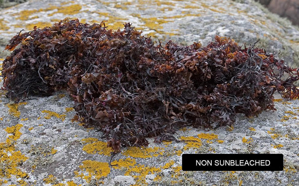 Non Bleached Carrageen Moss / Irish Sea Moss