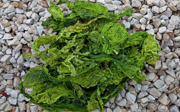 Sea lettuce