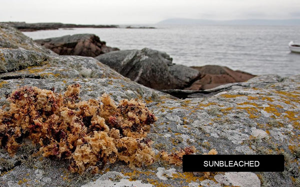 Sun Bleached Carrageen Moss / Irish Sea Moss